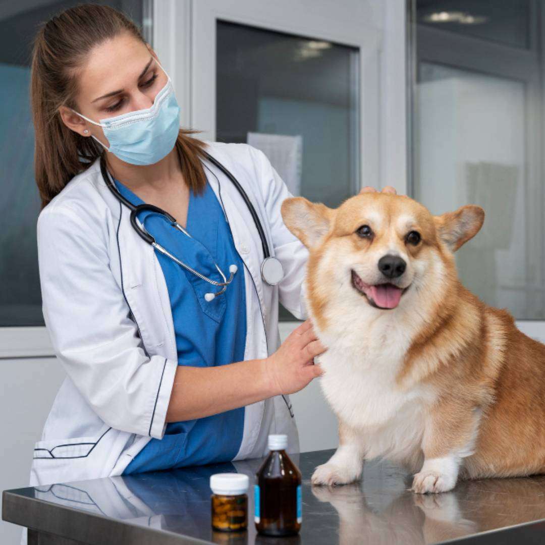 Pet Services | | | SEO industries